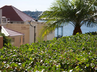 Balmain Cove