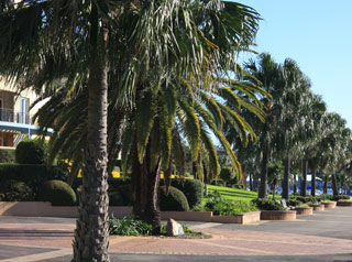 Balmain Cove
